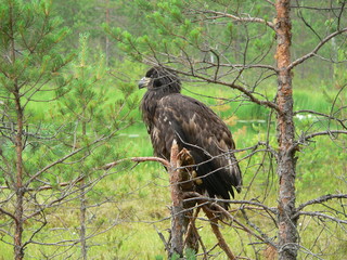 White-tailed eagle (Haliaeetus albicilla) in the North of Belarus