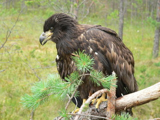 White-tailed eagle (Haliaeetus albicilla) in the North of Belarus