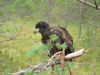 White-tailed eagle (Haliaeetus albicilla) in the North of Belarus