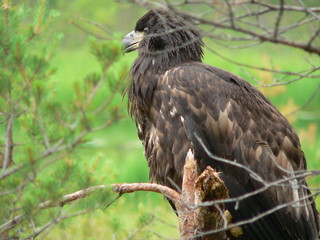 White-tailed eagle (Haliaeetus albicilla) in the North of Belarus