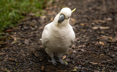 cute curious cockatoo in the wild