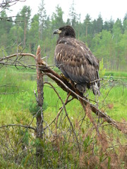 White-tailed eagle (Haliaeetus albicilla) in the North of Belarus