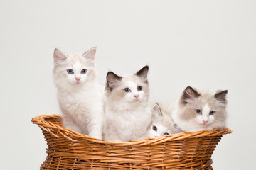 Four cute ragdoll kittens in a basket. Studio shot. Solid off white background.
