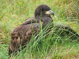 White-tailed eagle (Haliaeetus albicilla) in the North of Belarus