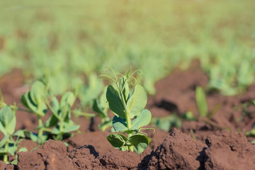 the young shoots of peas / field peas young
