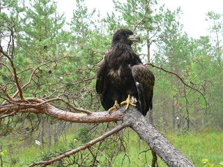 White-tailed eagle (Haliaeetus albicilla) in the North of Belarus
