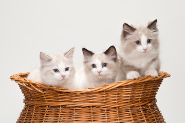 Obraz na płótnie Canvas Four cute ragdoll kittens in a basket. Studio shot. Solid off white background.