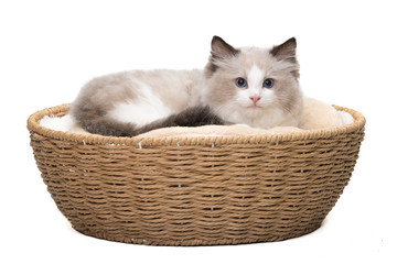 Fototapeta na wymiar A cute ragdoll kitten lying in a basket. Isolated. White background. Studio shot.