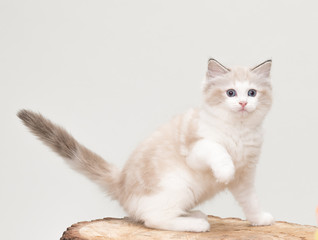 Fototapeta na wymiar A playful ragdoll kitten with a paw up on a tree cut off. Studio shot. Solid off white background.