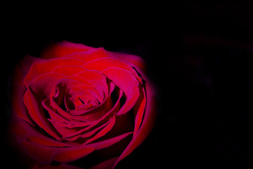 Red rose with dark backlight
