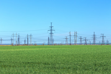 power line in a field of green wheat / early spring industry on the background of a green field