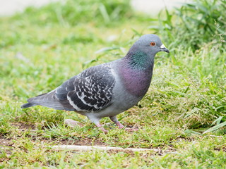 鳩