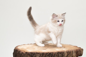 A playful ragdoll kitten with tongue out on a tree cut off