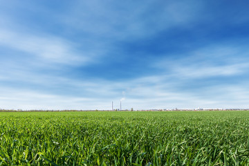 field of young wheat / young wheat sprouts agriculture