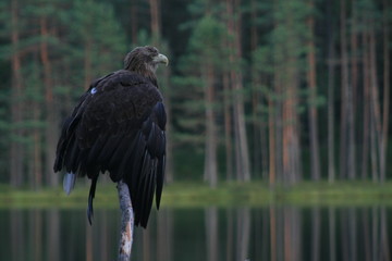 White-tailed eagle (Haliaeetus albicilla) in the North of Belarus