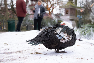 Obraz premium Bird preening on a blanket of snow. Couple talking in the background.