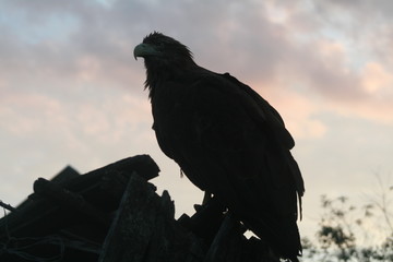 White-tailed eagle (Haliaeetus albicilla) in the North of Belarus