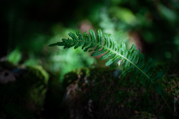 Foglia verde di felce nel bosco, vegetazione boschiva della foresta in montagna © Stefano
