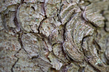 Corteccia di un albero e concetto di business sul legname
