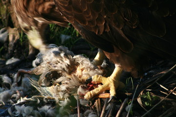 White-tailed eagle (Haliaeetus albicilla) in the North of Belarus