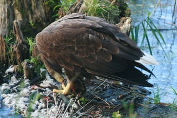 White-tailed eagle (Haliaeetus albicilla) in the North of Belarus