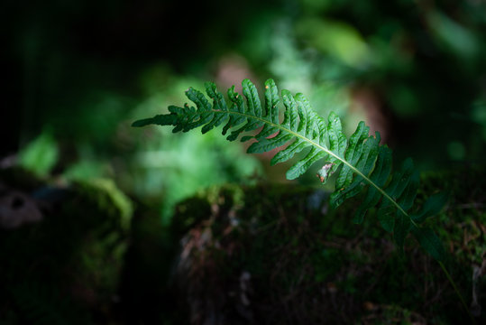 Foglia verde di felce nel bosco, vegetazione boschiva della foresta in montagna
