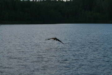 Naklejka premium White-tailed eagle (Haliaeetus albicilla) in the North of Belarus