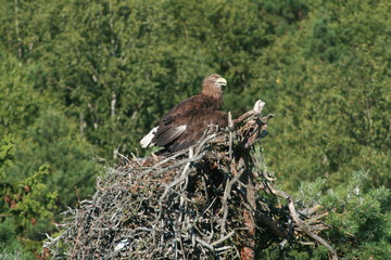 White-tailed eagle (Haliaeetus albicilla) in the North of Belarus