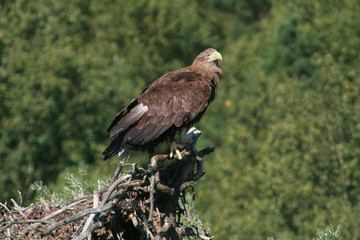 White-tailed eagle (Haliaeetus albicilla) in the North of Belarus