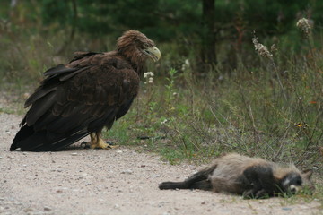 White-tailed eagle (Haliaeetus albicilla) in the North of Belarus