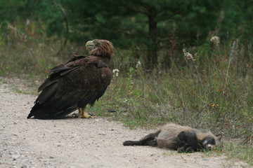 White-tailed eagle (Haliaeetus albicilla) in the North of Belarus