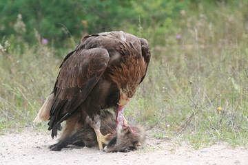 White-tailed eagle (Haliaeetus albicilla) in the North of Belarus