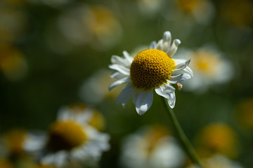 Fiore giallo e bianco di camomilla in un prato fiorito in primavera