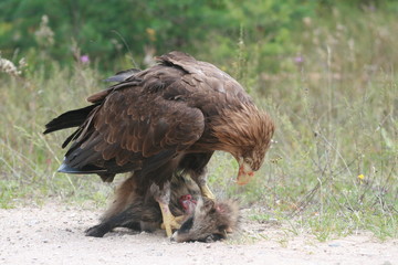 White-tailed eagle (Haliaeetus albicilla) in the North of Belarus