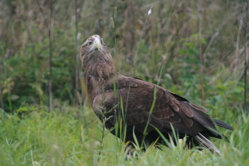 White-tailed eagle (Haliaeetus albicilla) in the North of Belarus