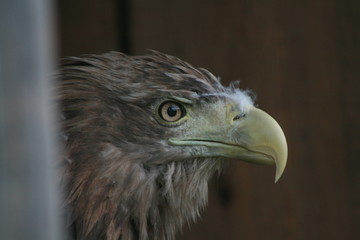 White-tailed eagle (Haliaeetus albicilla) in the North of Belarus