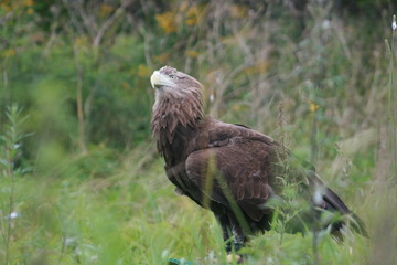 White-tailed eagle (Haliaeetus albicilla) in the North of Belarus