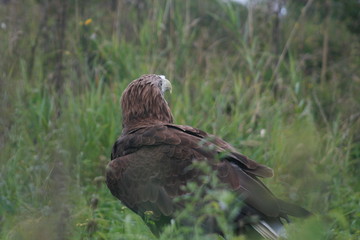 White-tailed eagle (Haliaeetus albicilla) in the North of Belarus