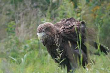 White-tailed eagle (Haliaeetus albicilla) in the North of Belarus