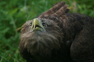 White-tailed eagle (Haliaeetus albicilla) in the North of Belarus
