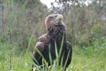 White-tailed eagle (Haliaeetus albicilla) in the North of Belarus