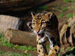 Naklejka na ściany i meble The clouded leopard, Neofelis nebulosa, is a wild cat occurring from the Himalayan foothills through mainland Southeast Asia into southern China.