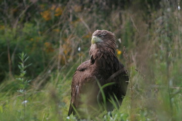 White-tailed eagle (Haliaeetus albicilla) in the North of Belarus