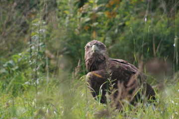 White-tailed eagle (Haliaeetus albicilla) in the North of Belarus