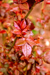 Rose leaves.   Nice flower in early spring. The first flowers appear in spring season