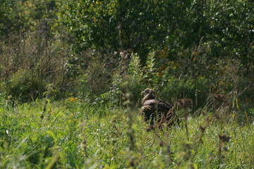 White-tailed eagle (Haliaeetus albicilla) in the North of Belarus