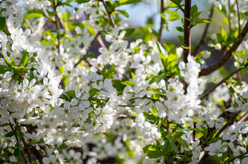 Spring white blossom of sour cherry tree