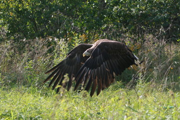 White-tailed eagle (Haliaeetus albicilla) in the North of Belarus
