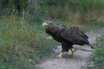White-tailed eagle (Haliaeetus albicilla) in the North of Belarus