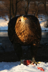 White-tailed eagle (Haliaeetus albicilla) in the North of Belarus